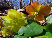 67 Ellebori baciati dal sole